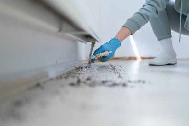 Wasp Removal Services in Norwalk, IA